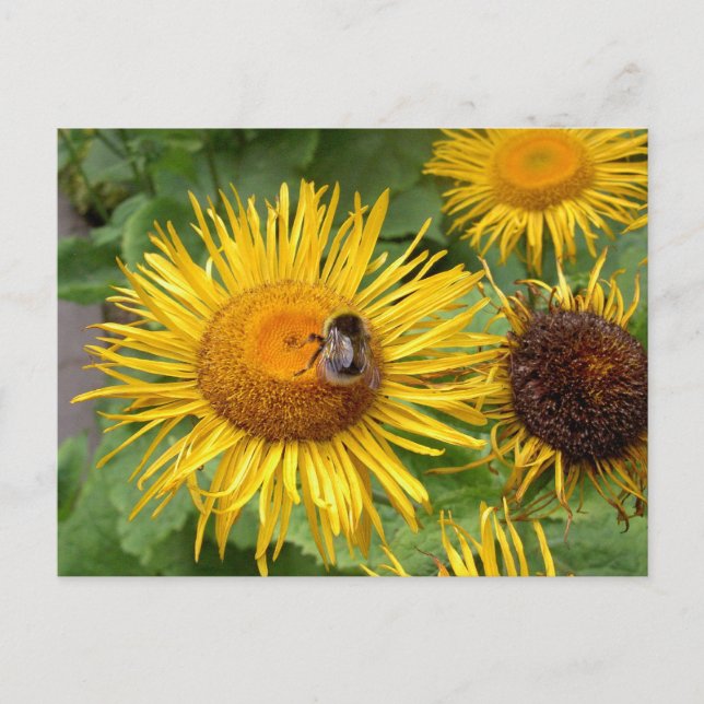 Postal Bumble Bee en la margarita amarilla (Anverso)