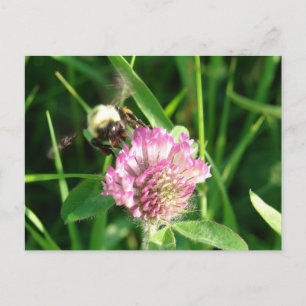 Postal Bumble Bee en Red Clover