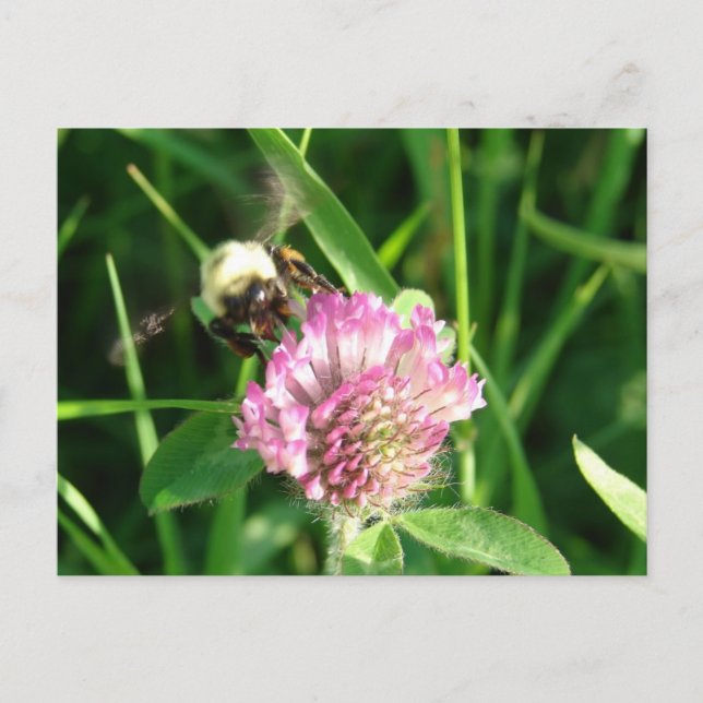 Postal Bumble Bee en Red Clover (Anverso)