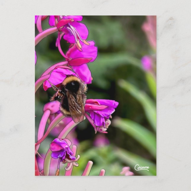 Postal Bumble Bee Fireweed - Postcard (Anverso)