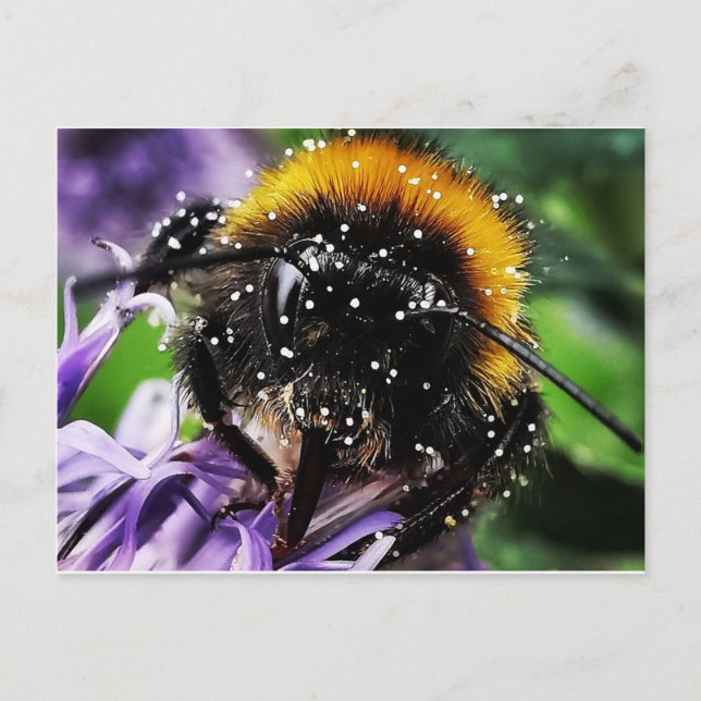 Postal Bumble Bee ocupado (Anverso)