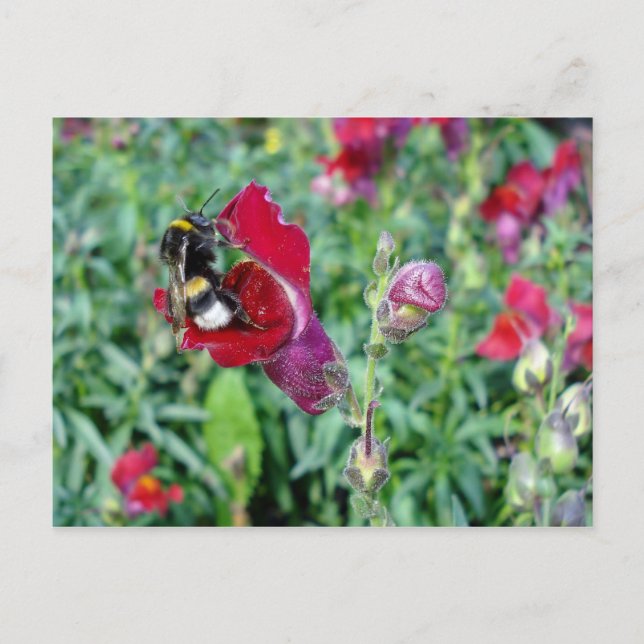 Postal Bumble Bee / Snapdragon Postcard (Anverso)