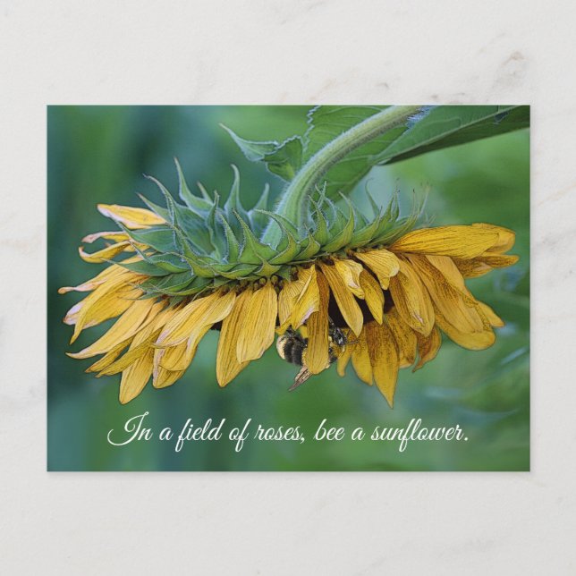 Postal Bumble Bee sobre girasol - Postcard (Anverso)