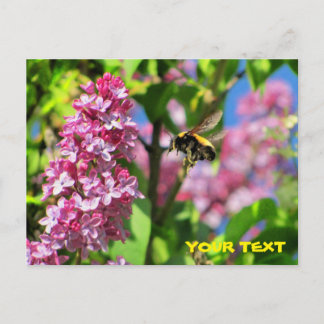 Postal Bumble Bee sobrevolando Lilacs
