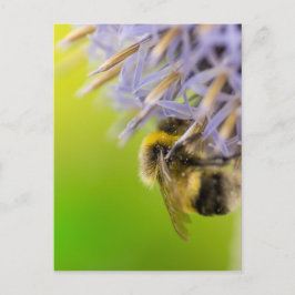 Postal Bumbleabe en una flor