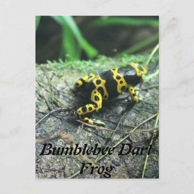 Postal Bumblebee Dart Frog # 2 (Anverso)