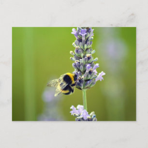 Postal Bumblebee en Lavender