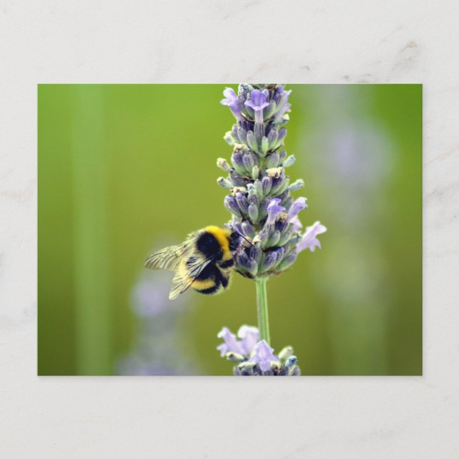 Postal Bumblebee en Lavender (Anverso)