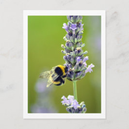 Postal Bumblebee en Lavender