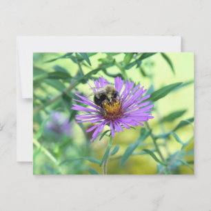 Postal Bumblebee en Purple Daisy