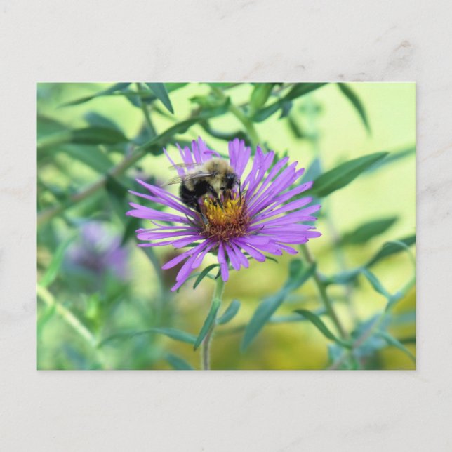 Postal Bumblebee en Purple Daisy (Anverso)