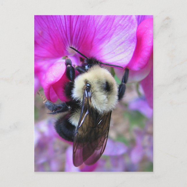 Postal Bumblebee sobre el dulce Pea (Anverso)
