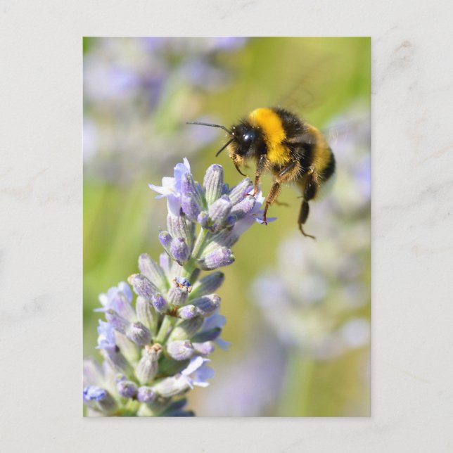 Postal Bumblebee sobrevolando una lavanda (Anverso)