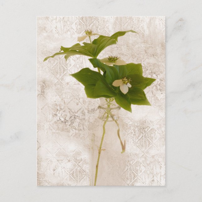 Postal Bunch Berry - Postcard de dogwood salvaje (Anverso)