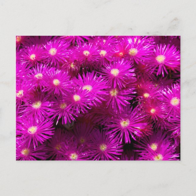 Postal Bunch of Pink Aster Flowers (Anverso)