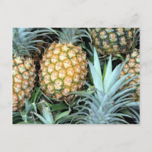 Postal Bunch of Tropical Hawaiian Pineapples