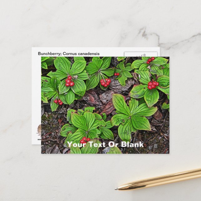 Postal Bunchberry con bayas (Anverso/Reverso In Situ)
