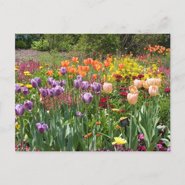 POSTAL BUNCHES DE TULIPS (Anverso)