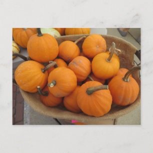 Postal Bundle de calabaza