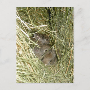 Postal Bunnies de cola de algodón