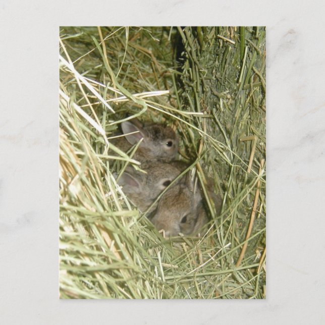 Postal Bunnies de cola de algodón (Anverso)