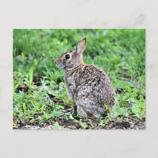 Postal Bunny (Anverso)