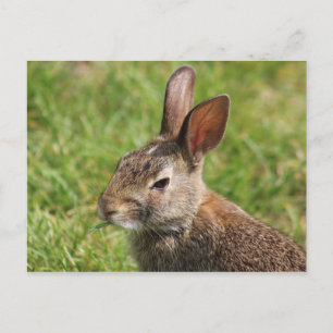 Postal Bunny
