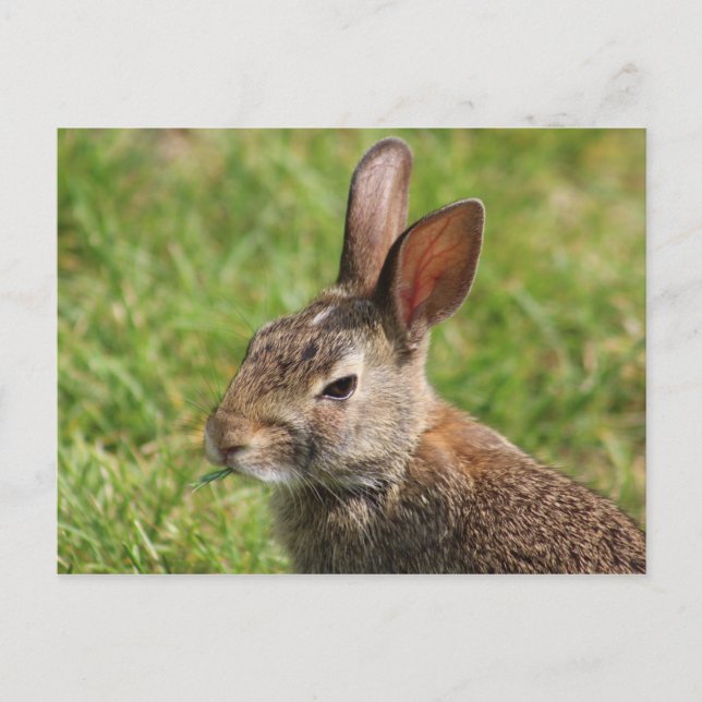 Postal Bunny (Anverso)