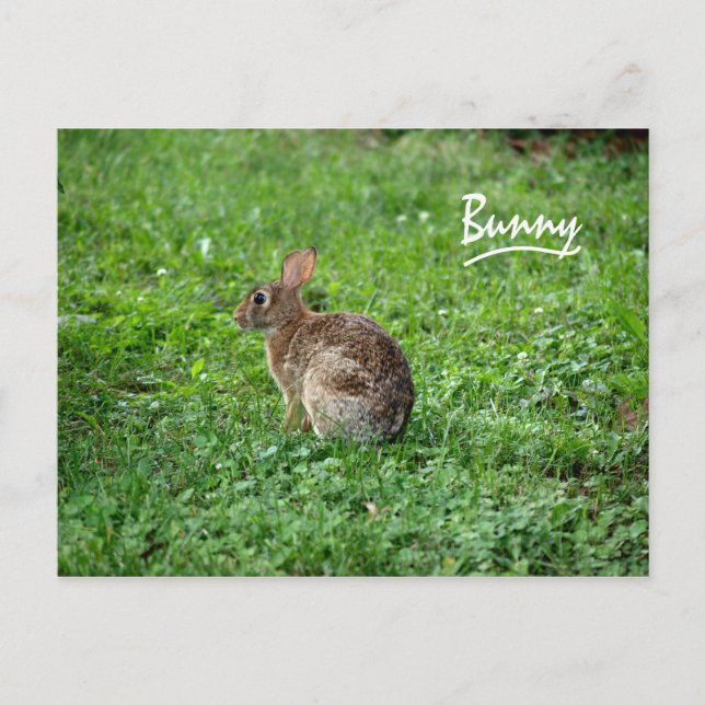 Postal Bunny (Anverso)