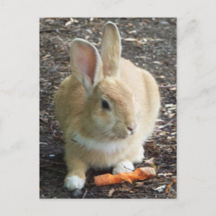 Postal Bunny
