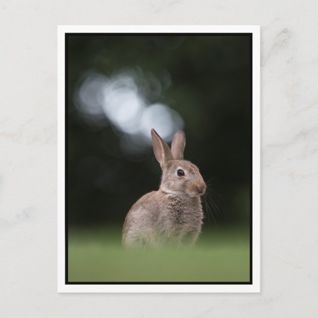 Postal Bunny (Anverso)