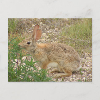 Postal Bunny At Supper