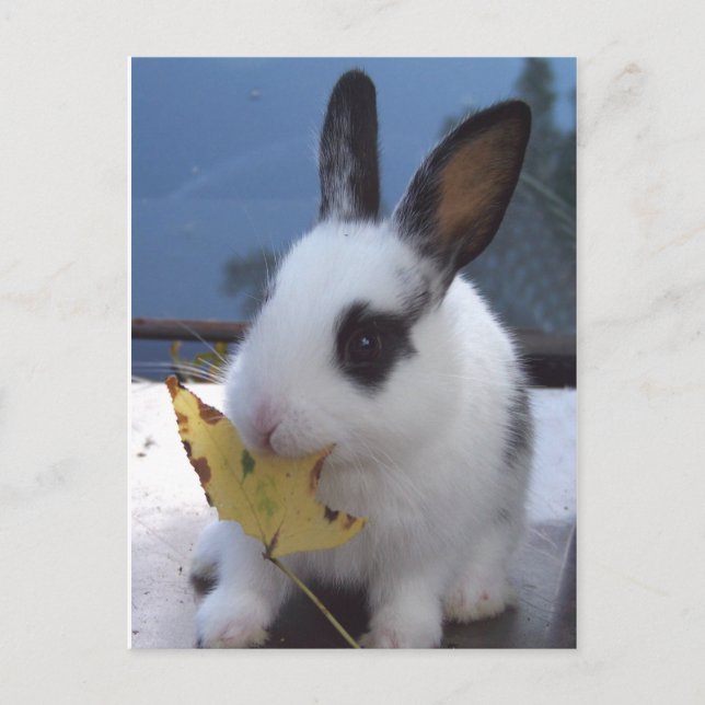 Postal Bunny con hoja (Anverso)