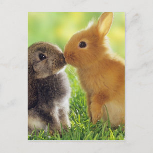 Postal Bunny Kiss