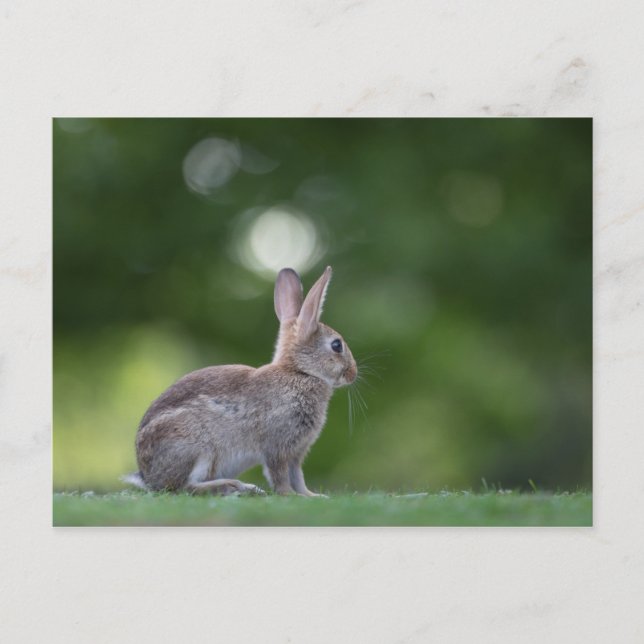 Postal Bunny Photo (Anverso)