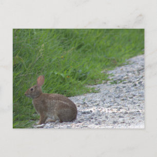 Postal Bunny Postcard