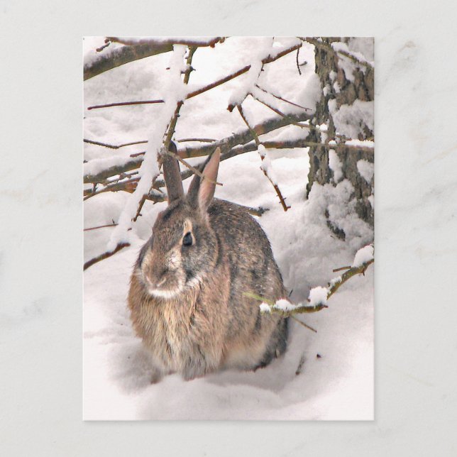 Postal Bunny Seeking Shelter (Anverso)