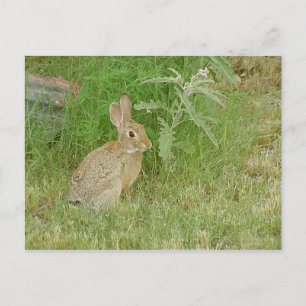 Postal Bunny So Cute