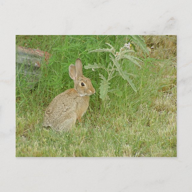 Postal Bunny So Cute (Anverso)