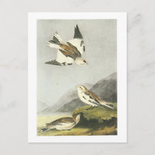 Postal Bunting de nieve de Audubon