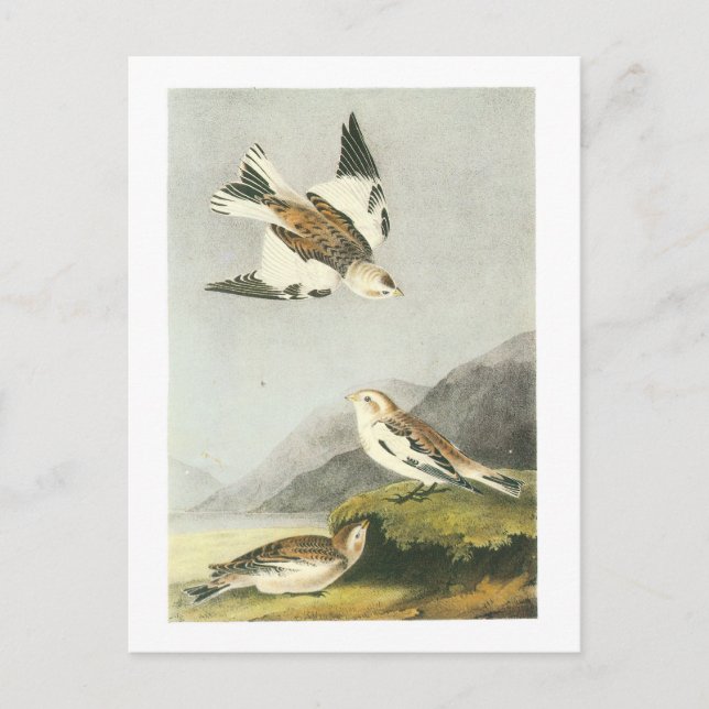 Postal Bunting de nieve de Audubon (Anverso)