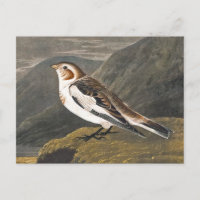 Bunting de nieve de John James Audubon, pájaro vin