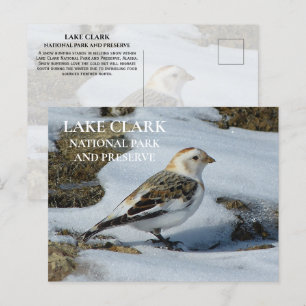 Postal Bunting de nieve en el Parque Nacional Lake Clark