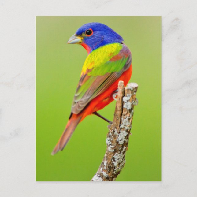 Postal Bunting (Passerina ciris) (Anverso)
