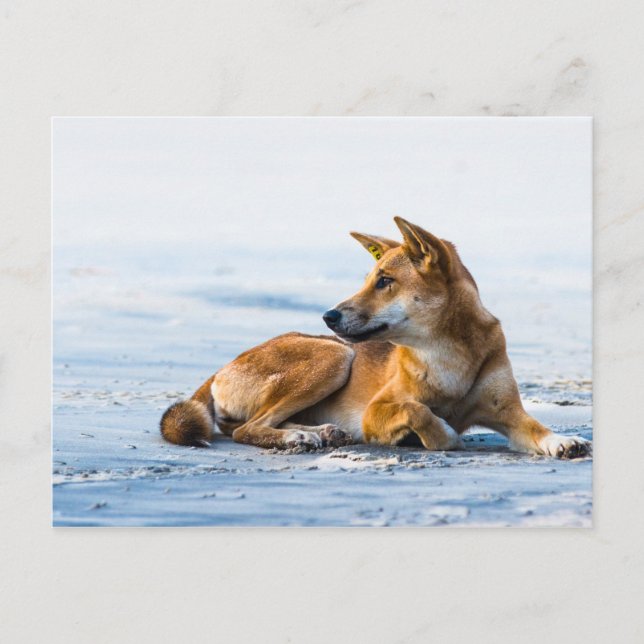 Postal Buque Dingo en la playa, Isla Fraser Australia (Anverso)