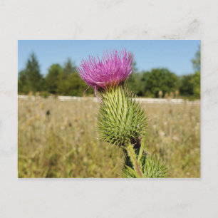Postal Burdock Thistle