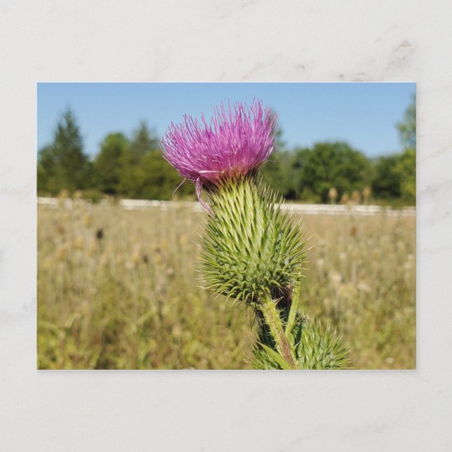 Postal Burdock Thistle (Anverso)