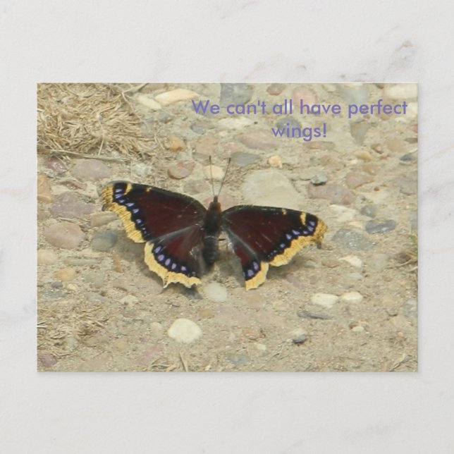 Postal Burken Wing Potcard (Anverso)