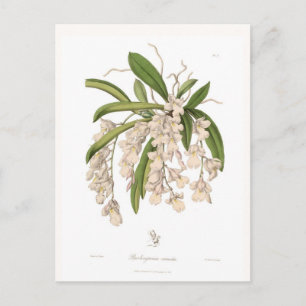 Postal Burlingtonia venusta