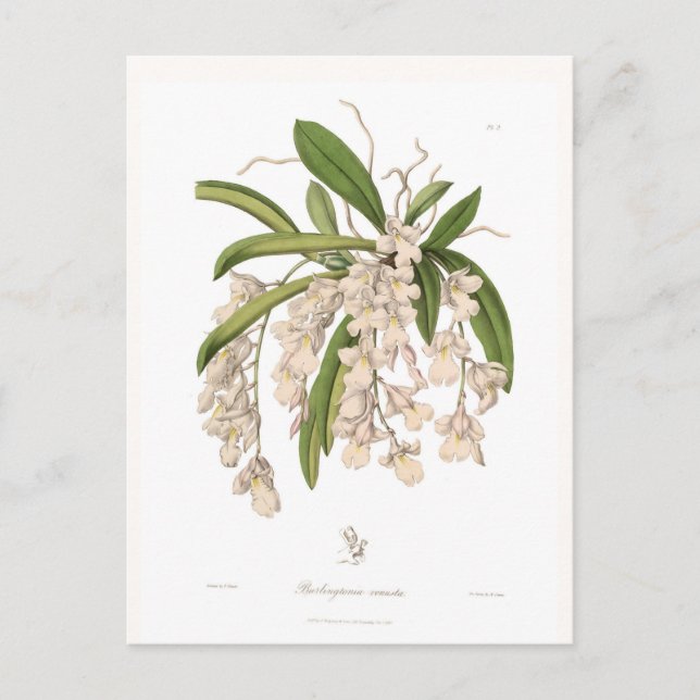 Postal Burlingtonia venusta (Anverso)